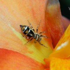 Unidentified Spider (Araneae) at Brisbane City Botanic Gardens - 23 Jan 2024 by TimL