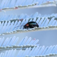 Adoxia benallae (Leaf beetle) at Ewart Brothers Reserve - 27 Jan 2024 by KylieWaldon