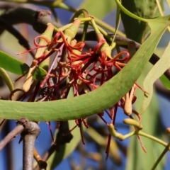 Amyema miquelii (Box Mistletoe) at Wodonga - 27 Jan 2024 by KylieWaldon