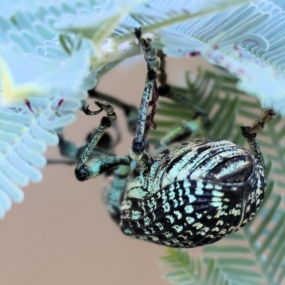 Chrysolopus spectabilis (Botany Bay Weevil) at Ewart Brothers Reserve - 28 Jan 2024 by KylieWaldon