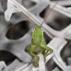 Valanga irregularis (Hedge Grasshopper) at Wellington Point, QLD - 26 Jan 2024 by TimL