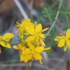 Hypericum perforatum (St John's Wort) at Wodonga - 27 Jan 2024 by KylieWaldon