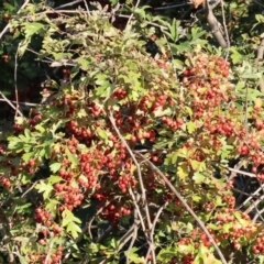 Crataegus monogyna (Hawthorn) at Ewart Brothers Reserve - 27 Jan 2024 by KylieWaldon