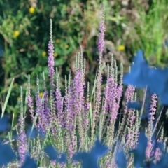 Lythrum salicaria (Purple Loosestrife) at Ewart Brothers Reserve - 28 Jan 2024 by KylieWaldon