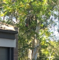 Callocephalon fimbriatum (Gang-gang Cockatoo) at Phillip, ACT - 29 Jan 2024 by shube