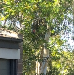 Callocephalon fimbriatum (Gang-gang Cockatoo) at Phillip, ACT - 28 Jan 2024 by shube