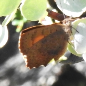 Paralucia aurifera at Namadgi National Park - 28 Jan 2024