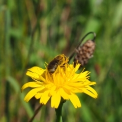 Lasioglossum (Chilalictus) lanarium (Halictid bee) at Griffith Woodland - 28 Jan 2024 by JodieR