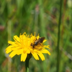 Lasioglossum (Chilalictus) lanarium at Griffith Woodland (GRW) - 28 Jan 2024