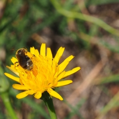 Lasioglossum (Chilalictus) lanarium (Halictid bee) at Griffith Woodland - 28 Jan 2024 by JodieR