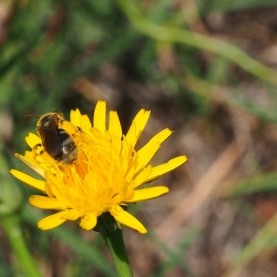 Lasioglossum (Chilalictus) lanarium (Halictid bee) at Griffith, ACT - 28 Jan 2024 by JodieR