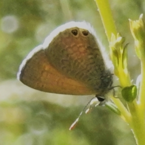 Nacaduba biocellata at Namadgi National Park - 28 Jan 2024