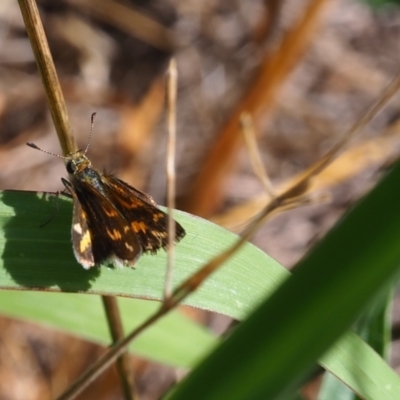 Taractrocera papyria (White-banded Grass-dart) at Griffith, ACT - 28 Jan 2024 by JodieR