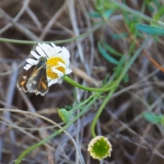 Taractrocera papyria at Griffith Woodland (GRW) - 28 Jan 2024