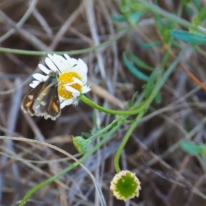 Taractrocera papyria at Griffith Woodland (GRW) - 28 Jan 2024