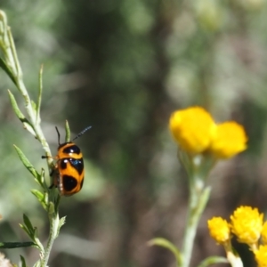 Aporocera (Aporocera) speciosa at Griffith Woodland (GRW) - 28 Jan 2024