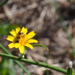 Lasioglossum (Chilalictus) sp. (genus & subgenus) at Griffith Woodland (GRW) - 28 Jan 2024