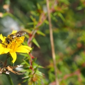 Lasioglossum (Chilalictus) sp. (genus & subgenus) at Griffith Woodland (GRW) - 28 Jan 2024 11:23 AM