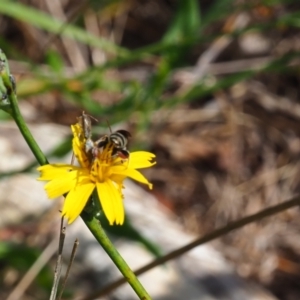 Lasioglossum (Chilalictus) sp. (genus & subgenus) at Undefined Area - 28 Jan 2024 11:24 AM