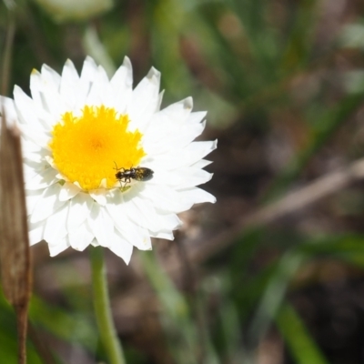Dasytinae (subfamily) (Soft-winged flower beetle) at Griffith Woodland - 28 Jan 2024 by JodieR