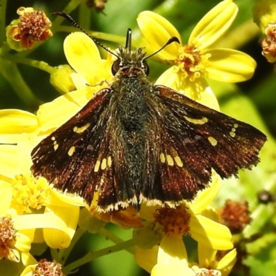 Dispar compacta (Barred Skipper) at Booth, ACT - 28 Jan 2024 by JohnBundock