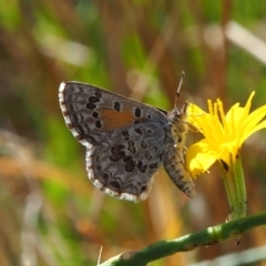 Lucia limbaria (Chequered Copper) at Griffith, ACT - 28 Jan 2024 by JodieR