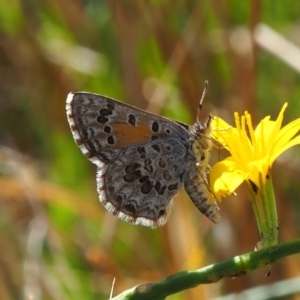 Lucia limbaria at Griffith Woodland (GRW) - 28 Jan 2024