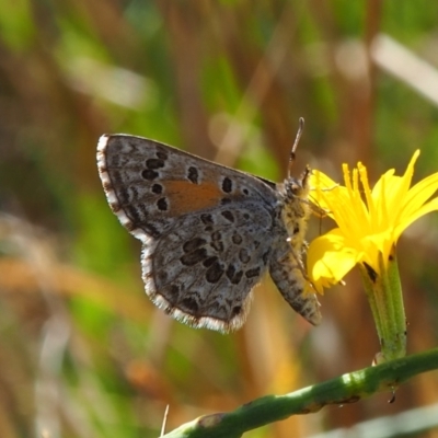 Lucia limbaria (Chequered Copper) at Griffith Woodland - 28 Jan 2024 by JodieR