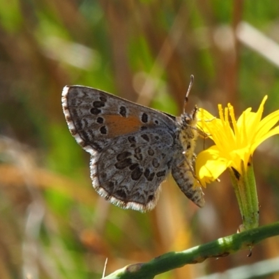 Lucia limbaria (Chequered Copper) at Griffith, ACT - 28 Jan 2024 by JodieR