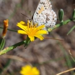 Lucia limbaria at Griffith Woodland (GRW) - 28 Jan 2024 11:26 AM