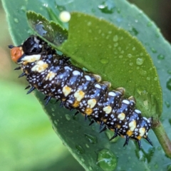 Papilio anactus (Dainty Swallowtail) at Lions Youth Haven - Westwood Farm A.C.T. - 28 Jan 2024 by HelenCross