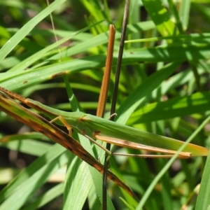 Acrida conica at Griffith Woodland (GRW) - 28 Jan 2024