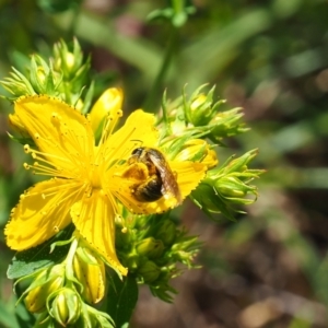 Lasioglossum (Chilalictus) sp. (genus & subgenus) at Griffith Woodland (GRW) - 28 Jan 2024 11:30 AM