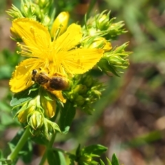 Lasioglossum (Chilalictus) sp. (genus & subgenus) at Griffith Woodland (GRW) - 28 Jan 2024 11:30 AM