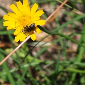 Lasioglossum (Chilalictus) sp. (genus & subgenus) at Griffith Woodland (GRW) - 28 Jan 2024