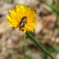 Lasioglossum (Chilalictus) sp. (genus & subgenus) (Halictid bee) at Griffith Woodland (GRW) - 28 Jan 2024 by JodieR