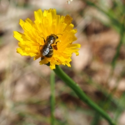 Lasioglossum (Chilalictus) sp. (genus & subgenus) (Halictid bee) at Griffith Woodland - 28 Jan 2024 by JodieR