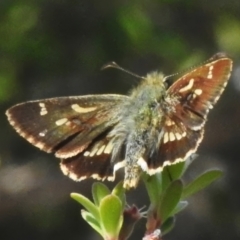 Dispar compacta (Barred Skipper) at Booth, ACT - 28 Jan 2024 by JohnBundock