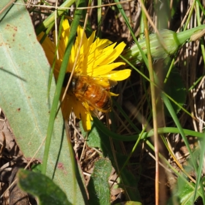 Apis mellifera (European honey bee) at Griffith Woodland - 28 Jan 2024 by JodieR
