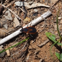 Dindymus circumcinctus (Bordered harlequin bug) at Griffith, ACT - 28 Jan 2024 by JodieR
