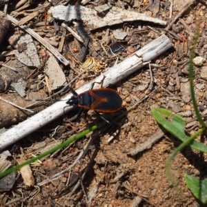 Dindymus circumcinctus at Griffith Woodland (GRW) - 28 Jan 2024 11:36 AM