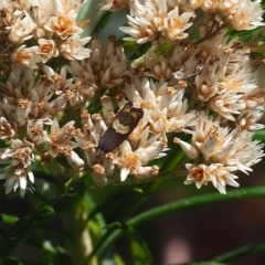 Grapholita zapyrana (A tortrix moth) at Griffith, ACT - 28 Jan 2024 by JodieR