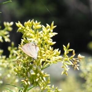 Nacaduba biocellata at Griffith Woodland (GRW) - 28 Jan 2024