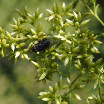 Muscidae (family) (Unidentified muscid fly) at Griffith Woodland - 28 Jan 2024 by JodieR