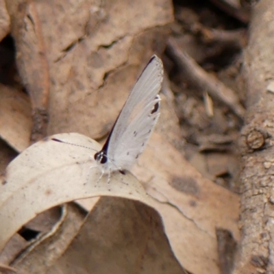 Candalides xanthospilos (Yellow-spotted Blue) at Wingecarribee Local Government Area - 24 Jan 2024 by Curiosity