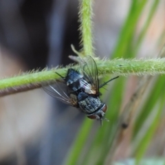 Calliphora vicina (European bluebottle) at Griffith Woodland (GRW) - 28 Jan 2024 by JodieR