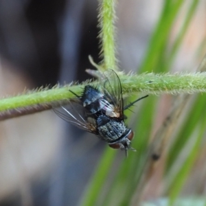 Calliphora vicina at Griffith Woodland (GRW) - 28 Jan 2024