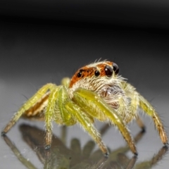 Unidentified Jumping or peacock spider (Salticidae) at Jerrabomberra, NSW - 25 Jan 2024 by MarkT