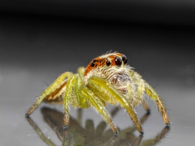 Opisthoncus sp. (genus) (Opisthoncus jumping spider) at Jerrabomberra, NSW - 25 Jan 2024 by MarkT