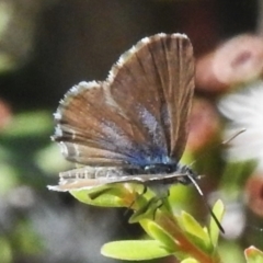 Theclinesthes serpentata (Saltbush Blue) at Booth, ACT - 28 Jan 2024 by JohnBundock